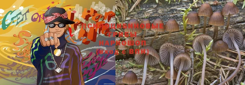 Псилоцибиновые грибы Magic Shrooms  закладка  Куровское 